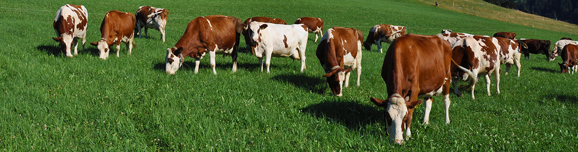 Moderne Käseproduktion in der Käserei Gohl, Langnau, Emmental – Milchkühe weiden auf saftiger Emmentalerwiese in Trubschachen